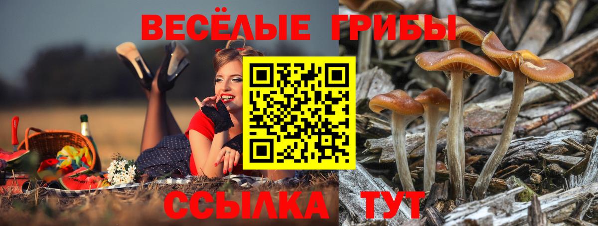 Кинель  Галлюциногенные грибы мицелий  Псилоцибиновые грибы мухоморы  Вход с VPN 